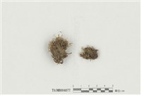 藏品(黑澤苔屬)的圖片